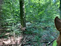 Rinder im Wald gefunden