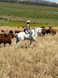 Rinderarbeit Spanien la Teja (2)