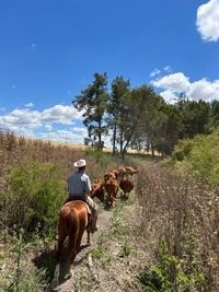 Rinderarbeit Spanien la Teja (3)